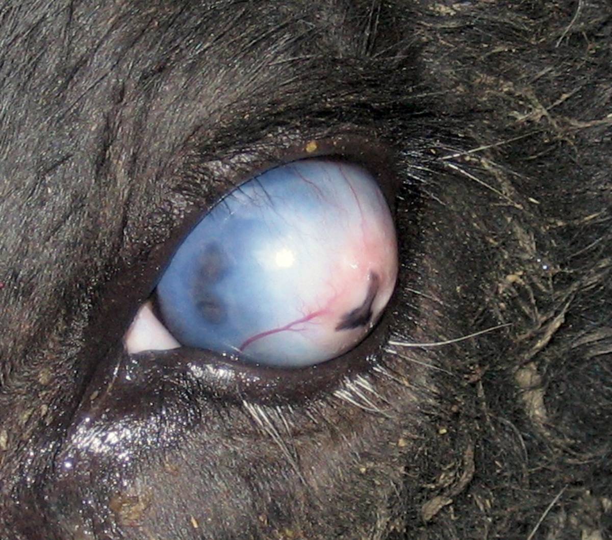 Инфекционный кератоконъюнктивит крупного рогатого скота