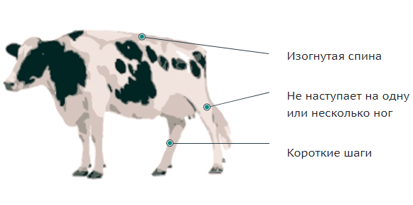 Излечение хромоты у коровы – от пододерматита - Питербио
