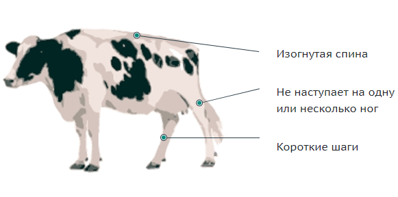 Чего нет у бегемота рогов копыт или зубов